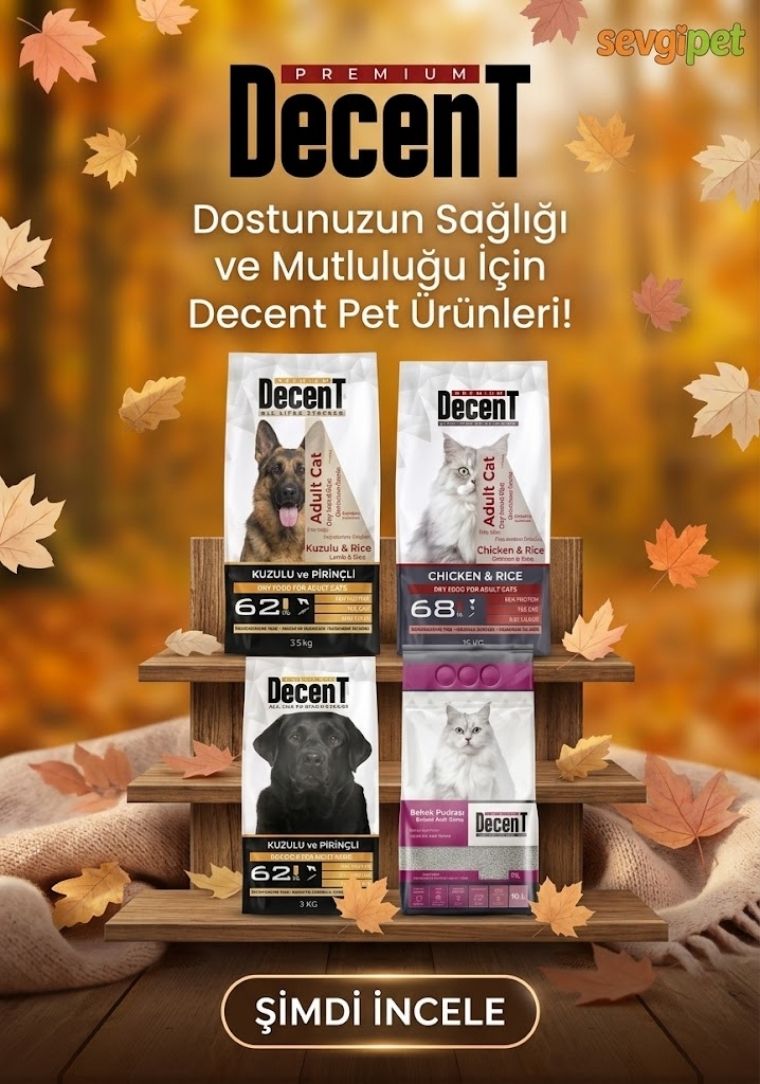 Kedi
