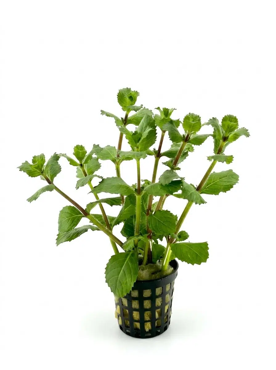 SVGPT Hygrophila Difformis Çınar Akvaryum Bitkisi No:4