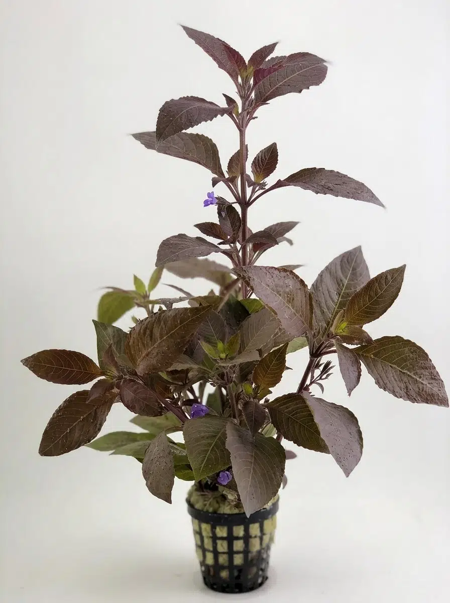 SVGPT Hygrophila Corymbosa Kızıl Limon Akvaryum Bitkisi No:5